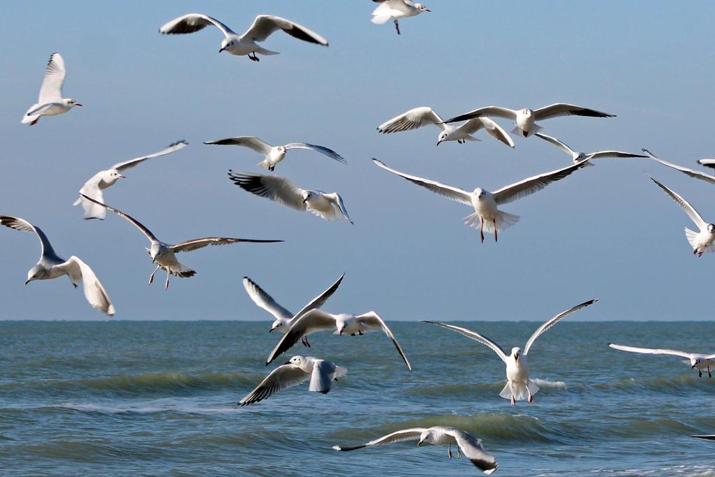 De Blaauboer, Vakantiehuisje Egmond aan Zee Ngoại thất bức ảnh